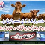 Read Hazrat Khawaja Mainenuddin Chishti's Karmaam's Faithful Afternoon event