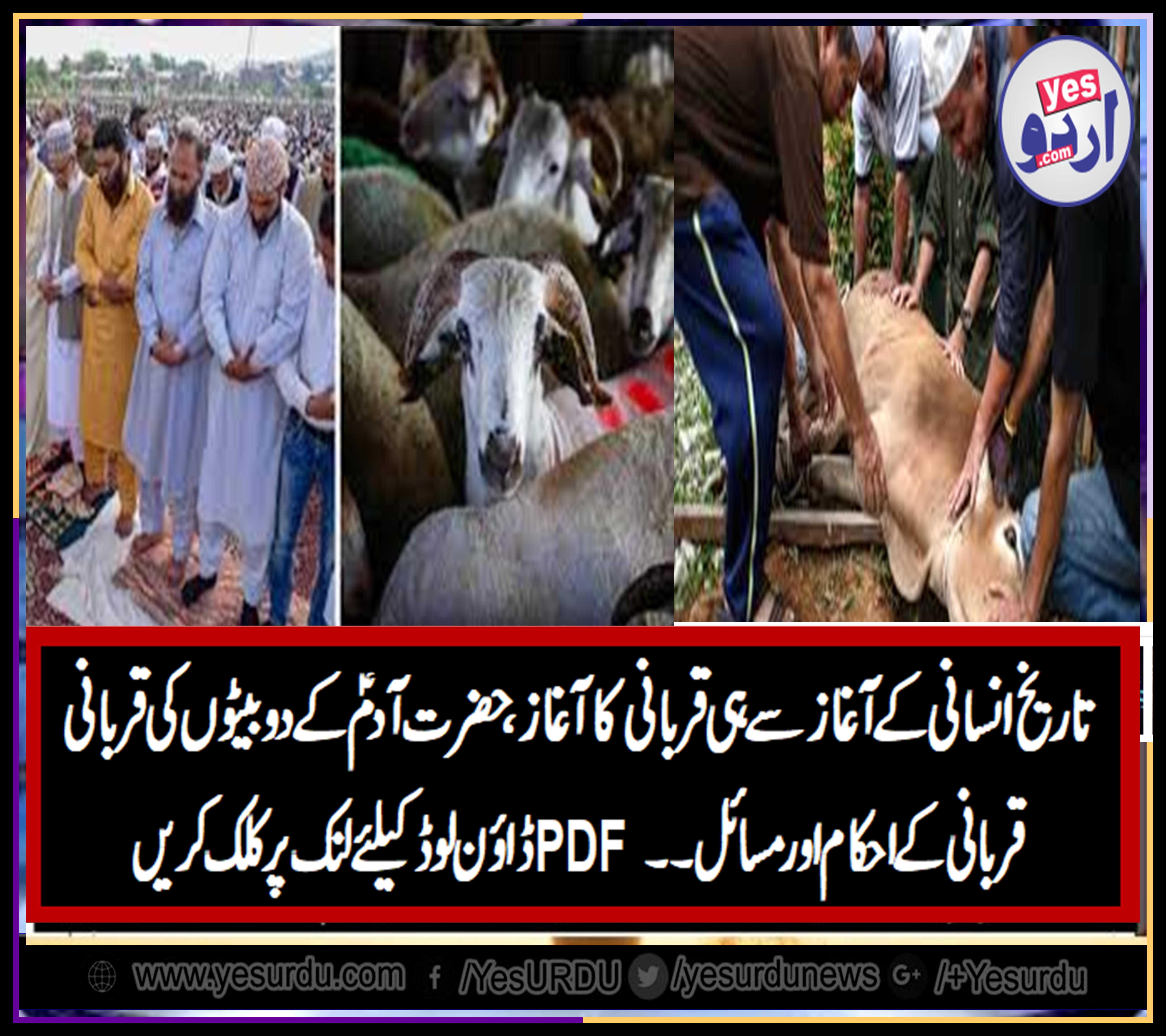 what, are, the, islmic, values, and, orders, for, sacrificial, animals, in Zilhaj