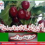 The wonderful benefit of eating red sour cherries came out