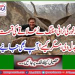 Markhor's trophy hunting changed the fate of the area, but how? You also learn