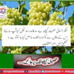 Grapes are extremely beneficial to human health, but do you know what great benefits can be obtained from their leaves? Significant revelations in research