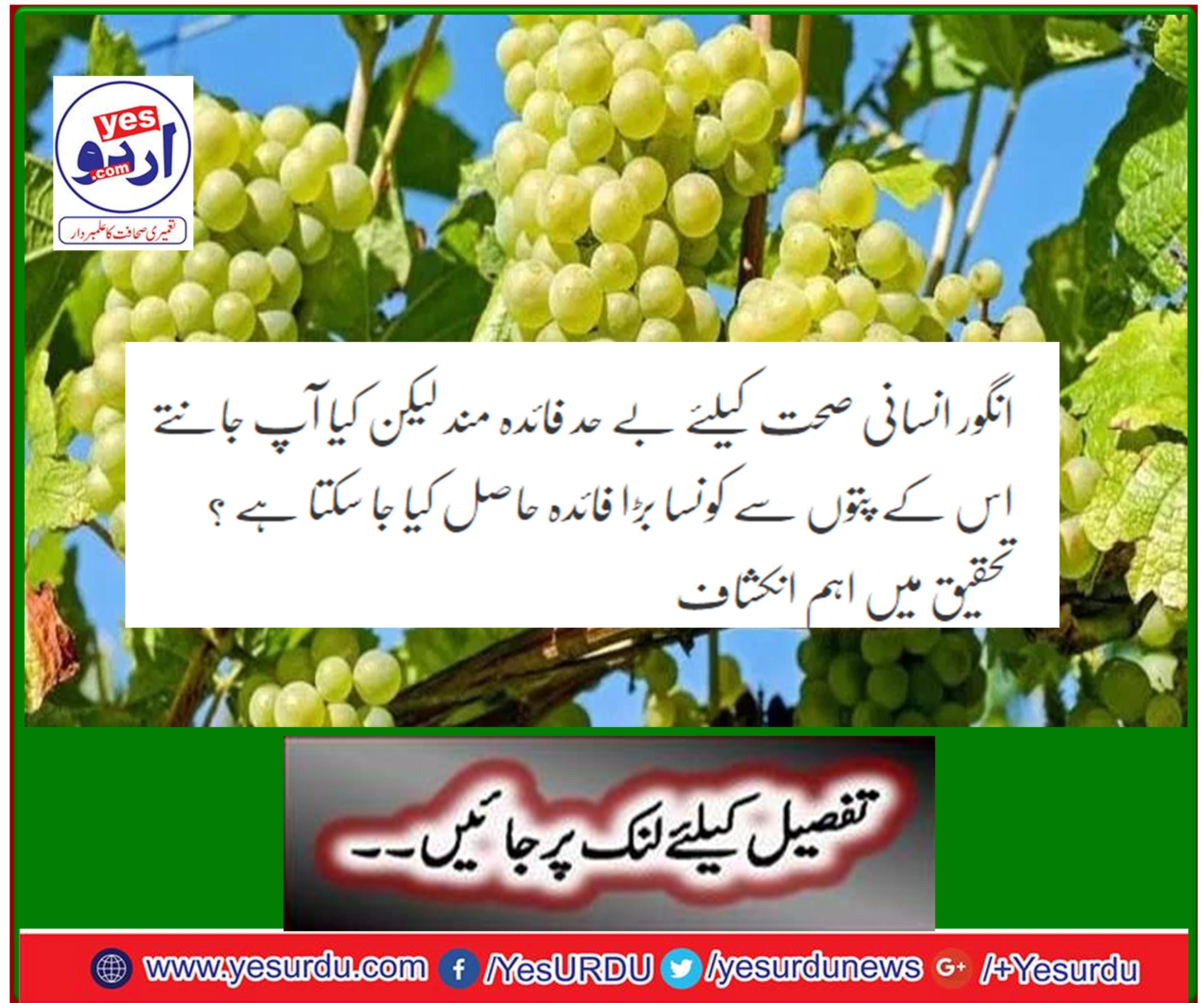 Grapes are extremely beneficial to human health, but do you know what great benefits can be obtained from their leaves? Significant revelations in research