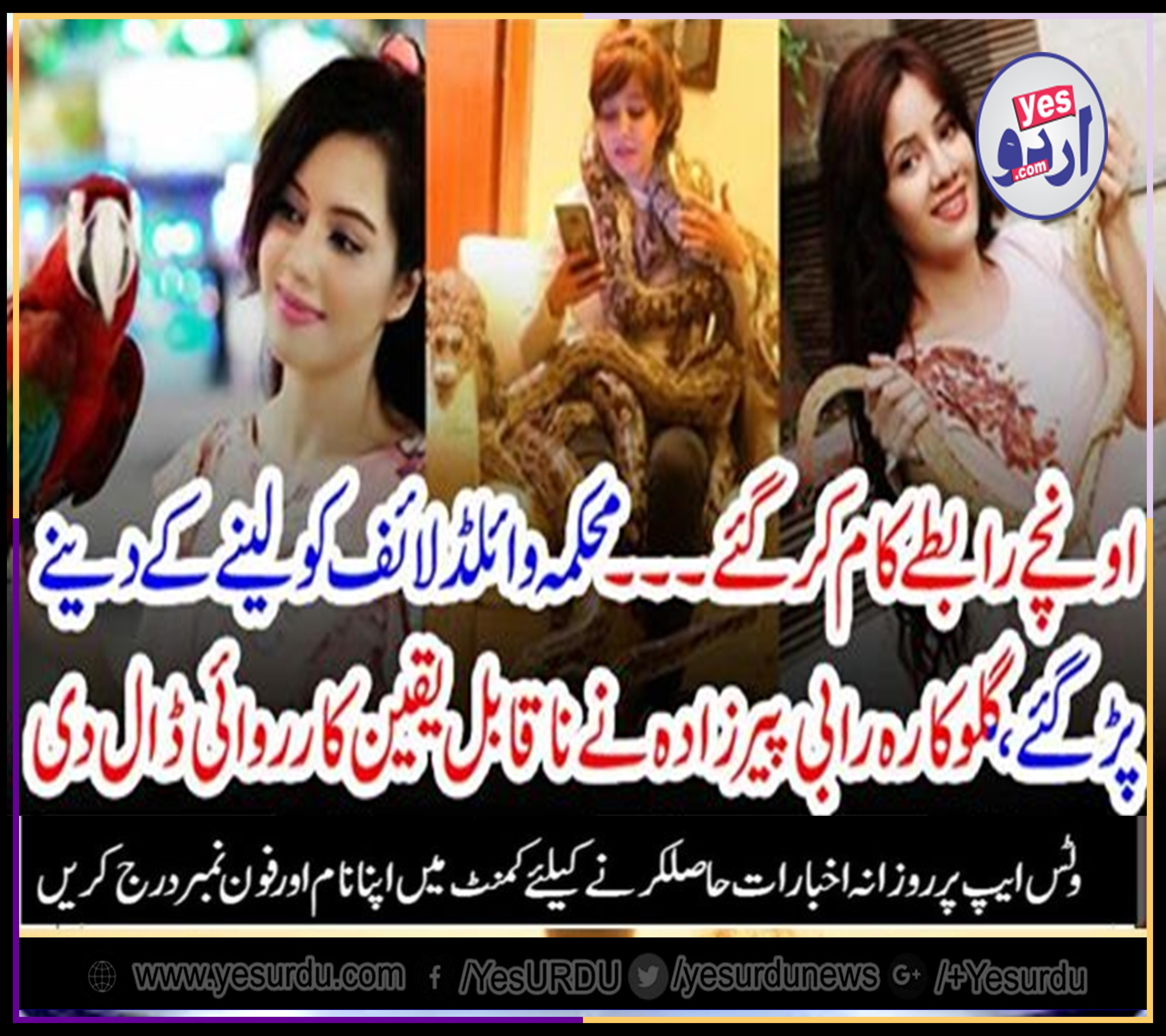 rabi pirzada, harsh, answer, to, wild, life, department, about, her, pet, cobra, and, crocodile