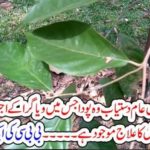 PLANT, THAT, IS, EASY, AVAILABLE, IN, ALL, ISLAMIC, COUNTRIES, , CAN, ACT, AS, VIAGRA, BBC, REPORT