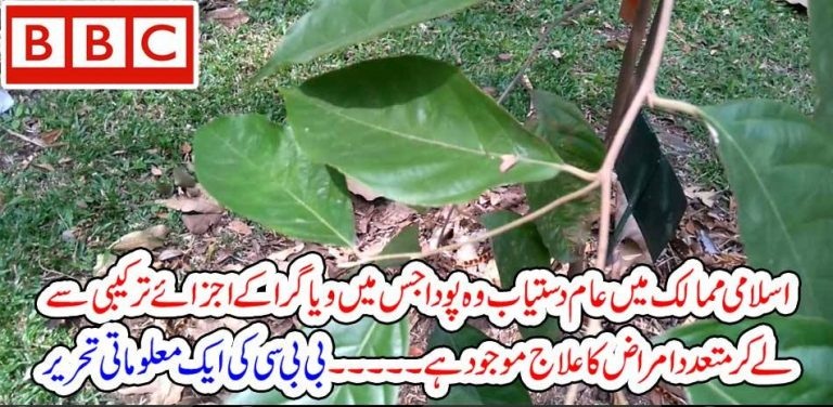 PLANT, THAT, IS, EASY, AVAILABLE, IN, ALL, ISLAMIC, COUNTRIES, , CAN, ACT, AS, VIAGRA, BBC, REPORT