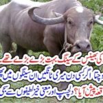 SAMTA SOMG. AMD. BAMTA SOMGJ. JOKES, ONCE, SANTA SINGH, AFRAID, OF, BIG, HORNS, OF, BUFALLOW, WHAT, DID, HE, DO