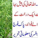 ALLAH PAK, CREATED, A, TREE, PAK, ARMY, RETIRED, OFFICER, DESCRIBED, VERY, CLEAR, BLESSINGS, OF, A, TREE