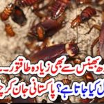 Cockroach, produce, very, powerful, milk, than, bufallow, or, anyother, else