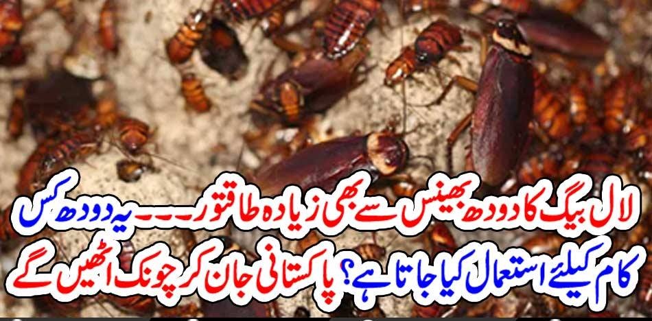 Cockroach, produce, very, powerful, milk, than, bufallow, or, anyother, else