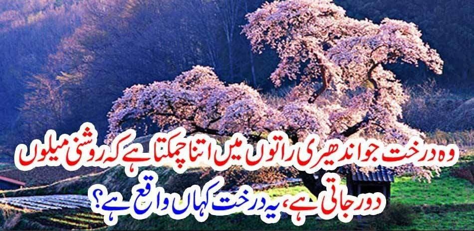 the, tree, which, glints, in, the, dark nights, where, it, is