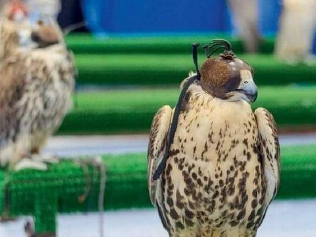 Falcon, got, importance, in, Pakistan, and, Arab, countries, instead, of, oil, and, gas, and, gold
