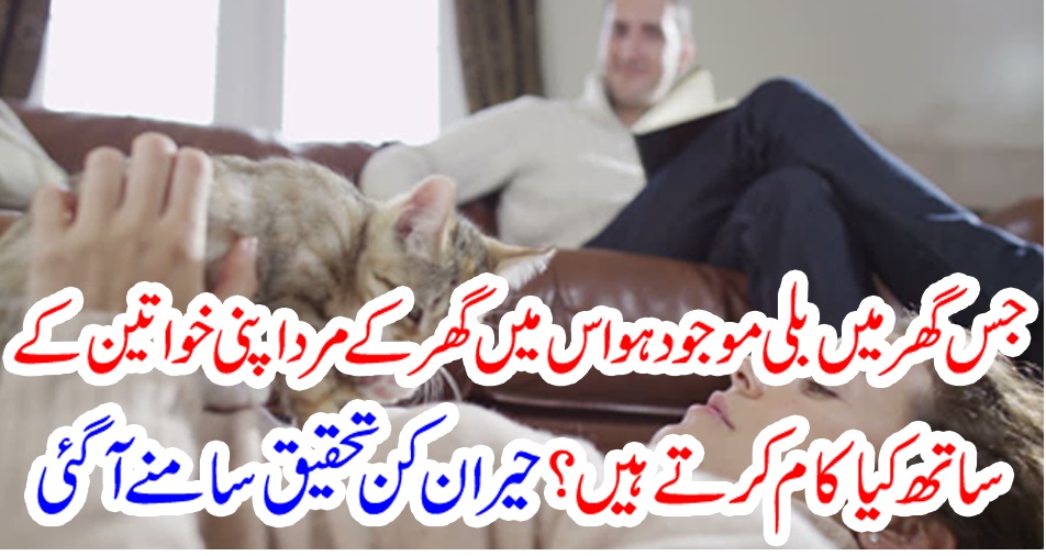 جس گھر میں بلی موجود ہواس میں گھر کے مرد اپنی خواتین کے ساتھ کیا کام کرتے ہیں ؟ حیران کن تحقیق سامنے آگئی