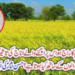 the, country, where, cruelty, is, usual, but, the, floor, and, food, lost, taste, hassan nisar columns