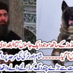 a, Dog, participating, in, operation, against, Abu Bakkar, al baghdadi, when, reached, across, baghdadi, what, happened, on, the, border, of, Turkey, and, Syria, grand, operation, took, place