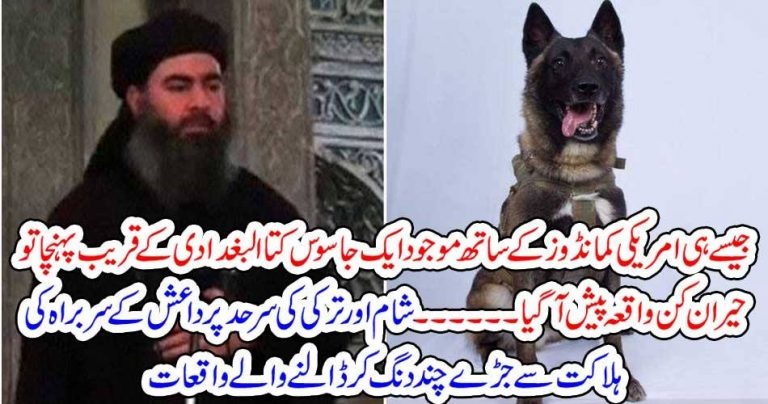 a, Dog, participating, in, operation, against, Abu Bakkar, al baghdadi, when, reached, across, baghdadi, what, happened, on, the, border, of, Turkey, and, Syria, grand, operation, took, place