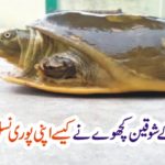 SEXUAL, PROCESS, ADOPTED, BY, TORTOISE, HOW, TORTISE, ADOPTED, HIS, MISSION