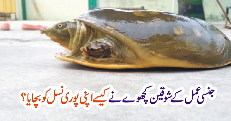 SEXUAL, PROCESS, ADOPTED, BY, TORTOISE, HOW, TORTISE, ADOPTED, HIS, MISSION