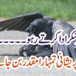 EVERY, MOMENT, THANKED, TO, ALLAH. ALMIGHTY, NO, MATTER, WHEN, YOU, WILL, MET, TO, ANY, DIFFICULTY