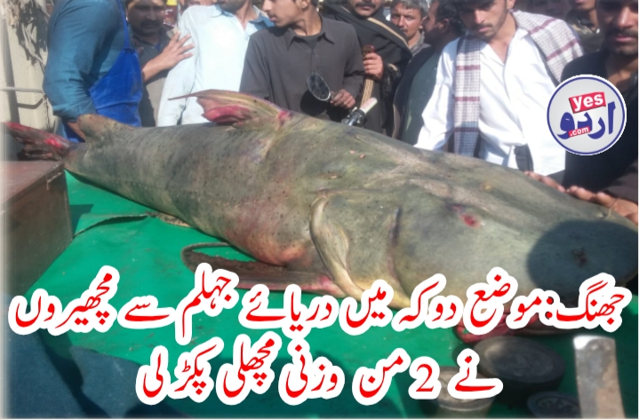 جھنگ میں مچھیروں نے دو من کی مچھلی پکڑ لی
