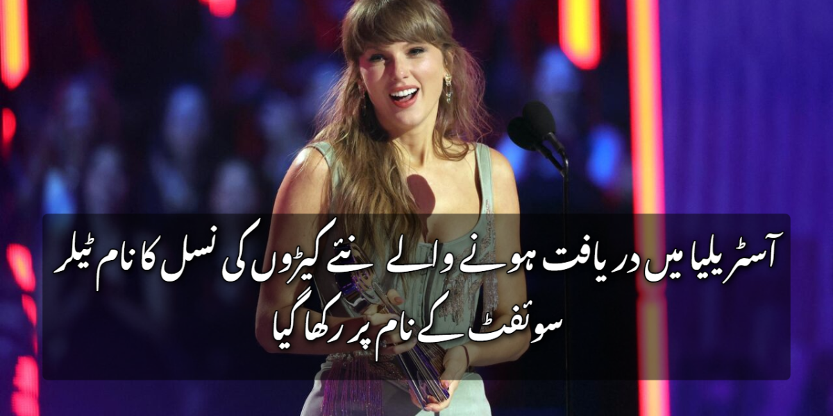 آسٹریلیا میں دریافت ہونے والے نئے کیڑوں کی نسل کا نام ٹیلر سوئفٹ کے نام پر رکھا گیا
